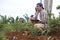 Asian male farmer supervise his ginger plants cultivation. Organic farming