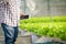 Asian male farmers grow soilless hydroponics lettuce in greenhouses.