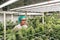 Asian man cannabis researcher checking cannabis flower in lab farm greenhouse