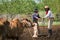 Asian Man Cowboy is catching calf To be branded in a ranch