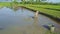 Asian Man in Hat Drags Lag on Salad Field with Drone Shadow