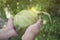 Asian man holding the heavy green fresh coconut with bokeh tree background