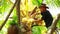 An Asian man with a mustache is harvesting coconuts. Fresh coconut from the garden.