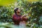 asian man picking coffee beans. Coffee farmer is harvesting coffee berries