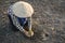 Asian man planting little green plant on cracked dry ground