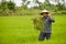 Asian man in rice field.