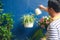 Asian man watering plant at home, Businessman taking care of Chlorophytum comosum  Spider plant  in white hanging pot