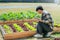 Asian man working in organic farm morning routine harvesting homegrown produce vegetables at Home