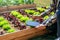 Asian man working in organic farm morning routine harvesting homegrown produce vegetables at Home