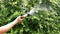 Asian Mans Hand With Sparkling Water Spraying To The Trees