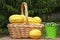 Asian Melons with Miniature watermelons from Organic Farm