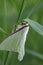 Asian moon moth on reed stalk