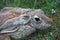 Asian mountain hare TOLAI closeup.