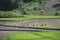 Asian multiple gender farmer harvest rice on rain season in step field in Vietnam.countryside agriculture plantation in Southeast