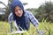 Asian muslim female farmer supervise her ginger plants cultivation. Organic farming