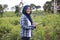 Asian muslim female farmer supervise her ginger plants cultivation. Organic farming