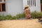 Asian old woman is drying the harvested rice seeds in the hot sun