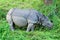 Asian one-horned rhinoceros