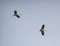 Asian Open Bill or Open-billed Stork Pair  flying in the Sky