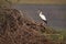 Asian open-billed stork opens beak by lake