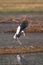 Asian open-billed stork stretches legs to land