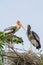 Asian openbill