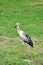 Asian Openbill Anastomus oscitans