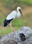 The Asian openbill or Asian openbill stork Anastomus oscitans.