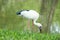 The Asian Openbill or Asian Openbill Stork (Anastomus oscitans)