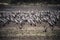 Asian openbill birds rest for their livelihoods in dry swamps at Bang Phra Reservoi
