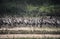 Asian openbill birds rest for their livelihoods in dry swamps at Bang Phra Reservoi