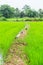 Asian openbill birds in the rice field rural asian