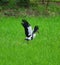 Asian Openbill flying