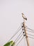 Asian openbill large stork on electric cable pole