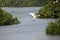 Asian openbill stork