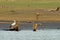 Asian Openbill Stork