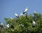 Asian Openbill Stork