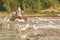 Asian Openbill Stork