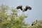 Asian openbill stork Anastomus oscitans in Keoladeo Ghana Nati