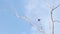 Asian openbill stork bird on dried tree with blue sky