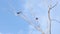 Asian openbill stork bird on dried tree with blue sky