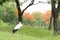 Asian openbill stork bird standing alone in green forest