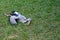 Asian Openbill Stork , A diseased bird dies on the lawn