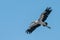 Asian openbill stork flying with wings widely spread with clear blue sky as background