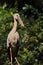 asian openbill stork perching on a branch, on top of the tree, countryside of india