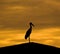 Asian Openbill Stork on roof (Binomial name :