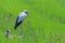 Asian openbill stork standing idle in green rice field