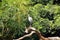 Asian openbill storks