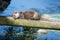 An Asian Otter sleeping in the sun