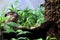 Asian Otters relaxing in the midst of green leaves